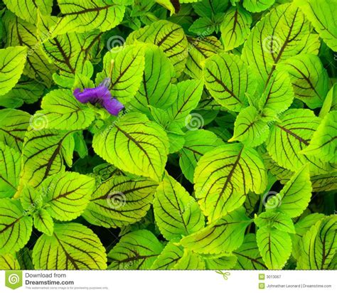 We compiled 62 purple flowers and their care instructions. Purple Flower On Green Leaves Stock Image - Image of leaf ...