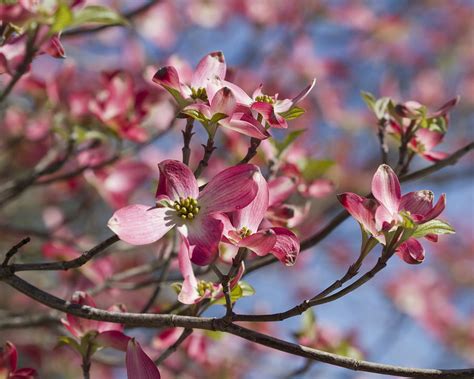 Another common native tree in northern florida is the flowering dogwood (cornus florida). Pink Flowering Dogwood Tree - Cornus Florida Photograph by ...