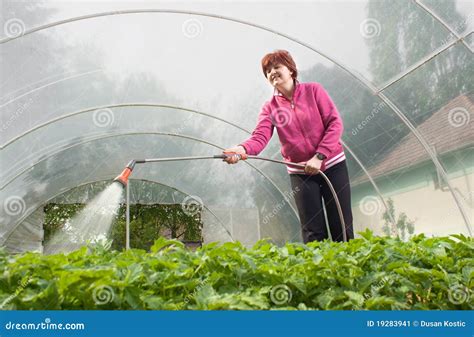 Woman Watering Seedling Stock Image Image Of Plant Close 19283941