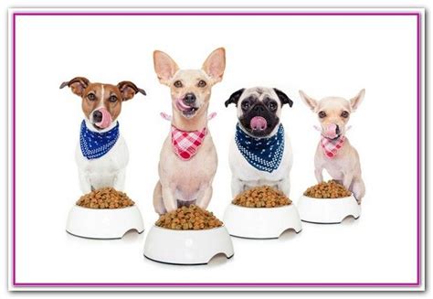 Along with exercise, a diet consisting of higher protein and lower fat can help a dog lose weight. Pin on BEST DOG FOOD