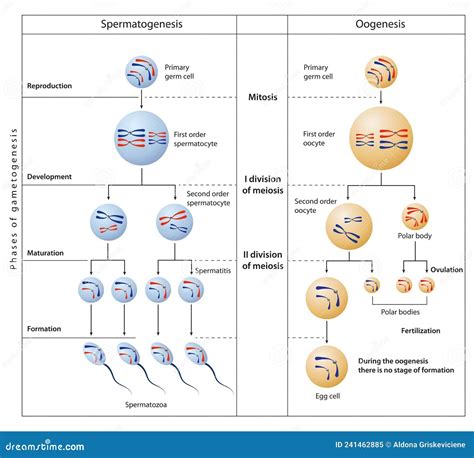 Spermatogenesis And Oogenesis Vector Illustration Cartoondealer Com