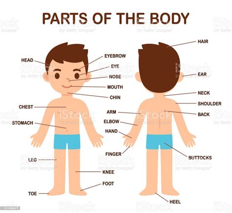 Cartoon Human Body Male And Female Internal Organs Humans Physiology