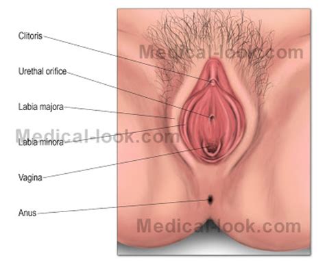 Link removed not saying you need surgery, your post just reminded me of the article. SINNAPSE: SISTEMA REPRODUTOR FEMININO
