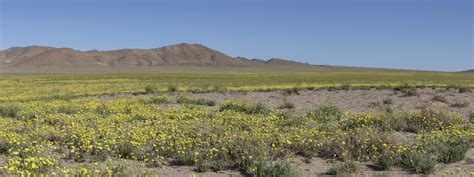 Northern Nevada Wildflowers Report Wild Peonies Phlox And More