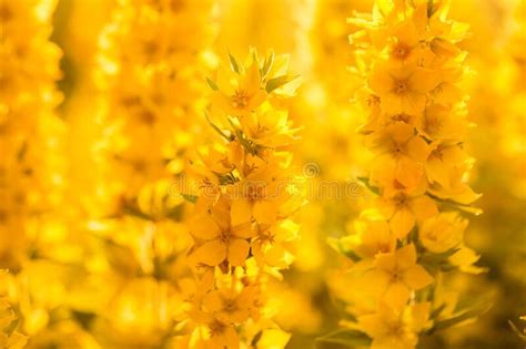 Delicate Yellow Background With Summer Flowers And Sunlight One Color
