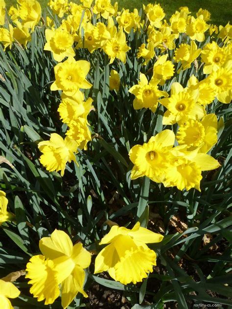 Narcis Narcissus Dutch Master Květy Květenství Rostliny