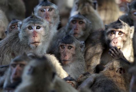 Cambodian Embassy Seeks Bail For Official Implicated In Monkey