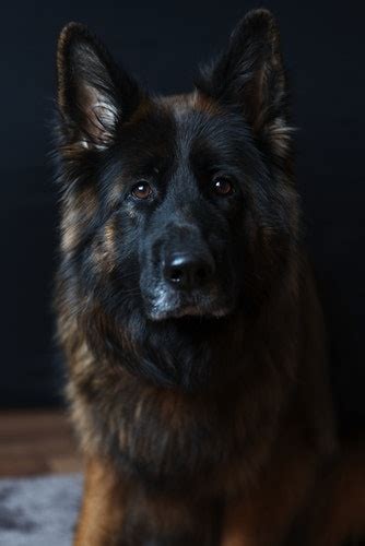 5 Different Types Of German Shepherd Dogs Glamorous Dogs