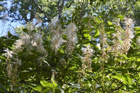 Any perennials that you'd add to the list? 23 Really Interesting Plants Deer Do Not Eat I | Plants