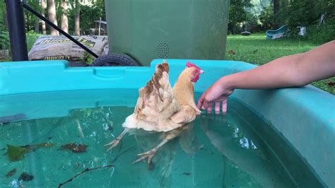 Swimming Chicken Youtube