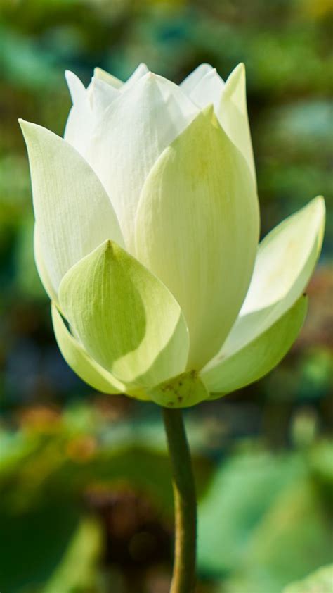White lotus, bloom, bud, 720x1280 wallpaper | White lotus ...