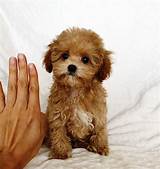 See more ideas about maltipoo dog, maltipoo, dogs. Teacup Maltipoo Puppy for sale los angeles, california | iHeartTeacups