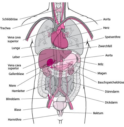Gewebe und Organe Grundlagen MSD Manual Ausgabe für Patienten