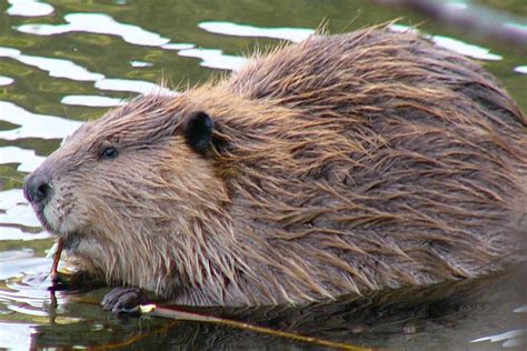 Beavers Not Always To Blame For Beaver Fever Uaf News And Information