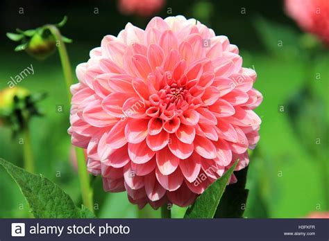 Our fresh crafted same day flowers near me deliver as soon as today. flowers near me, flower delivery Stock Photo - Alamy