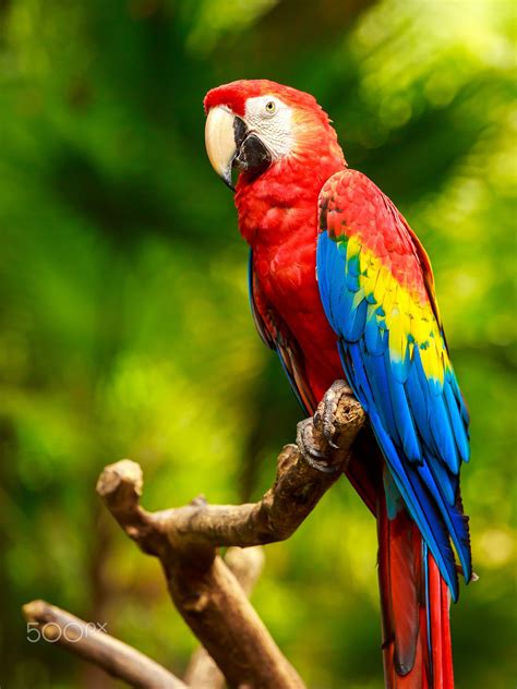 Exotic bird, grey parrot and strong horse, stallion, mare with beautiful mane hair. Mexican Scarlet Macaw parrot | Parrots art, Macaw parrot ...