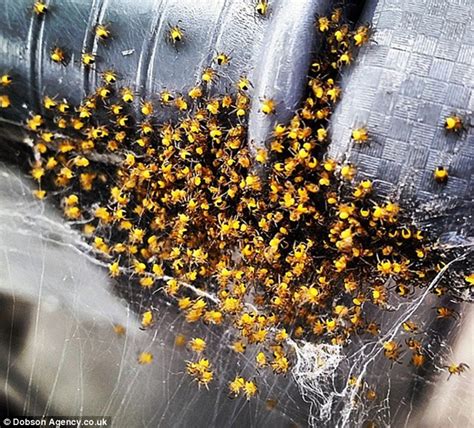 A european garden spider, diadem spider, cross spider, or crowned orb weaver, araneus here's a cluster of the spiderlings of the european garden spider, araneus diadematis, just hatched and. Clusters of baby yellow spiders spotted up and down the ...