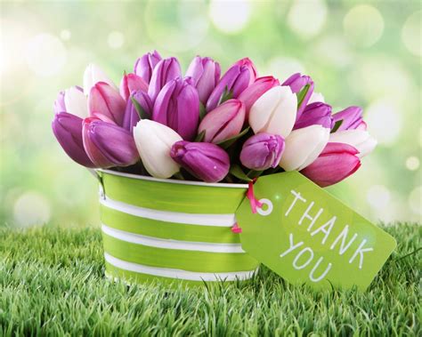Thank You Images With Tulip Flower Hd Images Pics Free Thank You