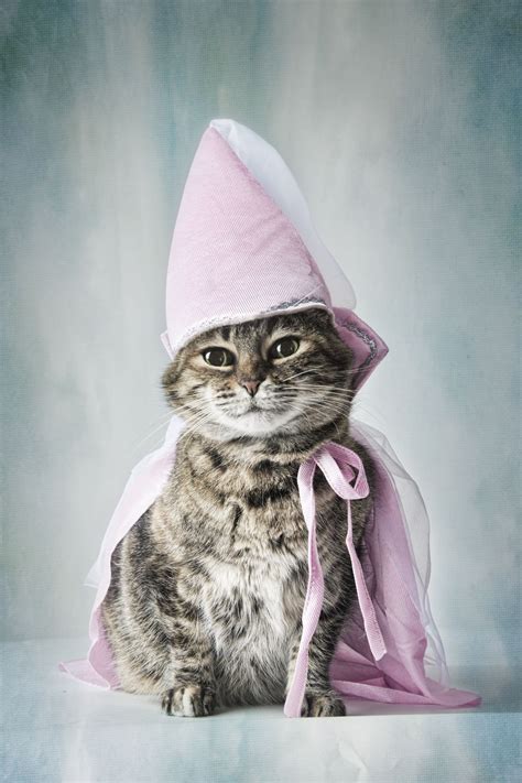 Celebrate National Cat Day With Photos Of Cats Wearing Clothes