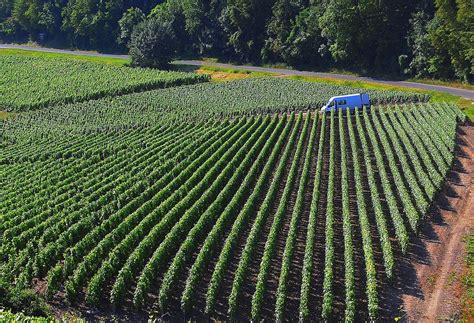 Free Images Landscape Plant Grape Vineyard Field Farm