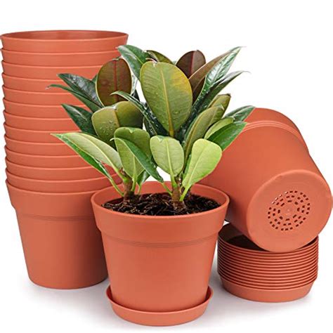 Top 10 Best Outdoor Plants For Terracotta Pots