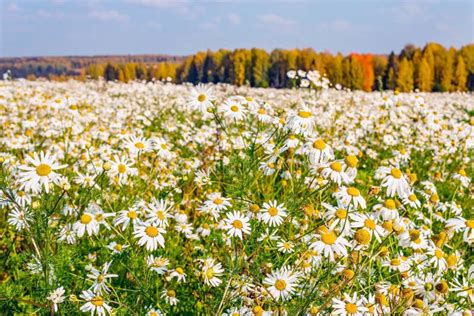 Daisies Field Stock Photo Image Of Uncultivated Flowers 55033952