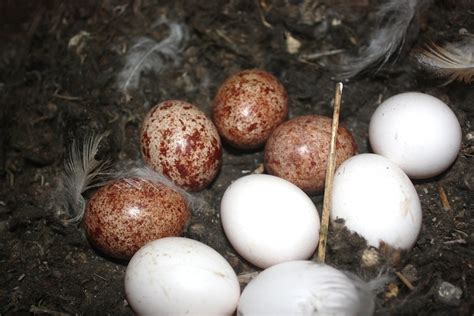 Bto Bird Ringing Demog Blog Kestrel Vs Barn Owl A Nesting Tale