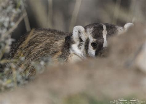 Peek A Boo American Badger Mia Mcphersons On The Wing Photography