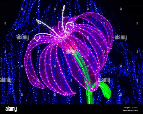 Night Lily Hi Res Stock Photography And Images Alamy