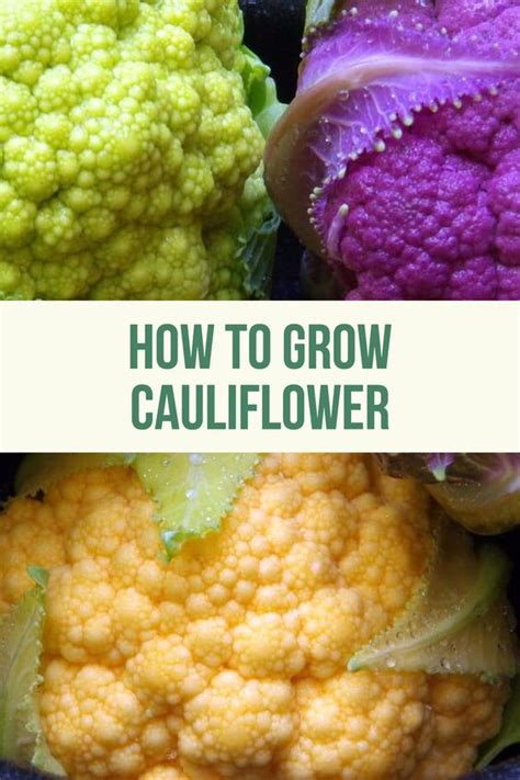 Helpful Tips How To Grow Cauliflower Seeds And Plants