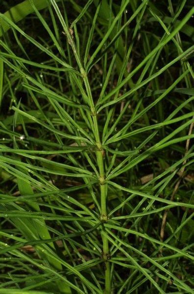 Cola De Caballo Hierbas Naturales Plantas Medicinales Hiervas