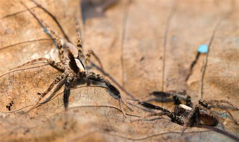 11 Common Spiders In New Jersey Which Ones Bite