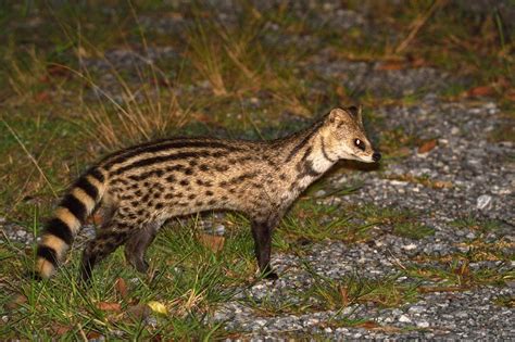 Small Indian Civet Viverricula Indica