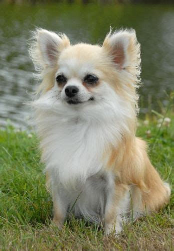 The coat of the long haired chihuahua will not need trimming either. Chihuahua (Long Coat) | Cute chihuahua, Chihuahua dogs ...