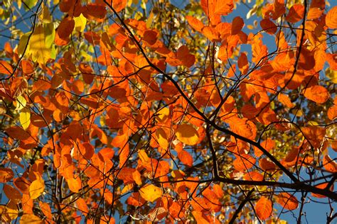 Free Images Nature Branch Sunlight Bush Orange Color Colorful