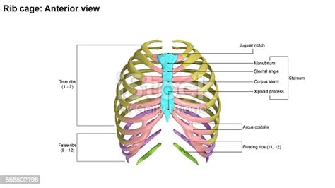 Rib Cage Anterior View Stock Photo And More Pictures Of Anatomy Istock