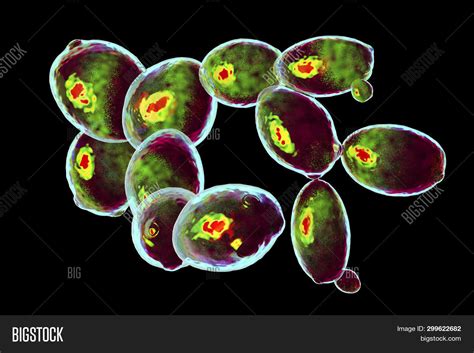 Saccharomyces Image And Photo Free Trial Bigstock