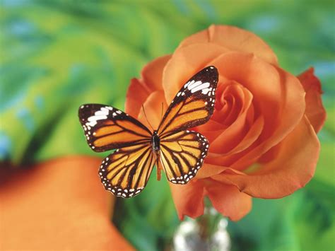48 Beautiful Butterflies And Flowers Wallpapers On Wallpapersafari