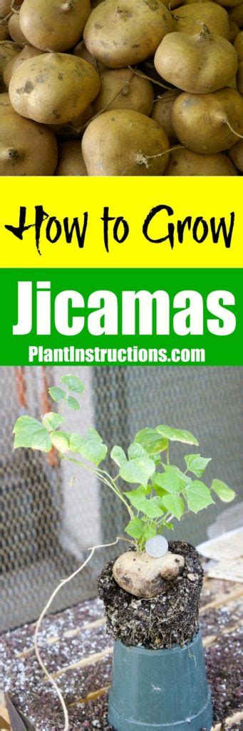Kailan kichi looks like an unruly sprouting broccoli. How to Grow Jicama - Plant Instructions