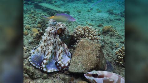 Octopus Punches Fish In The Head Just Because It Can Live Science