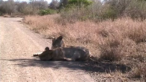 Lions In Kruger National Park Youtube