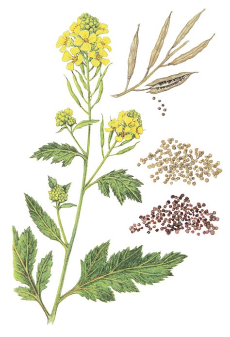 How To Grow Mustard Finegardening Mustard Plant Plant Drawing Plant Tattoo