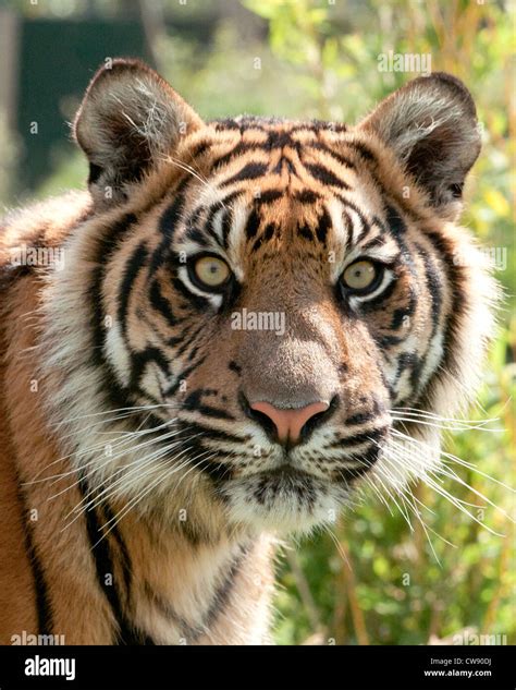 Sumatran Tiger Close Up Stock Photo Alamy