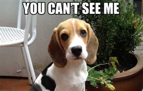 14 Funny Beagle Memes To Make Your Day Page 3 Of 3 Petpress