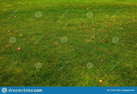 Green Grass Lawn With Yellow Autumn Leaves Stock Image Image Of Fall