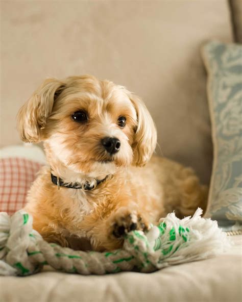 Maybe you would like to learn more about one of these? Shorkie Tzu Dog Breed » Everything About Shorkie Tuzs
