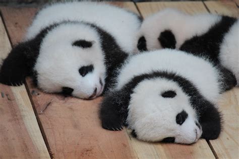 Baby Giant Pandas With Their Tums Full After A Good Feed And Sleeping