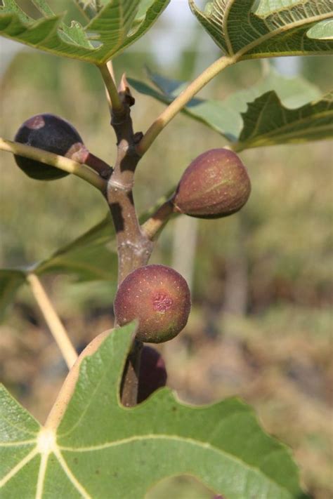 Fig Tree Not Bearing Any Fruit