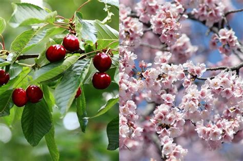 Cherry Trees Vs Cherry Blossoms Which Is The Better Choice My