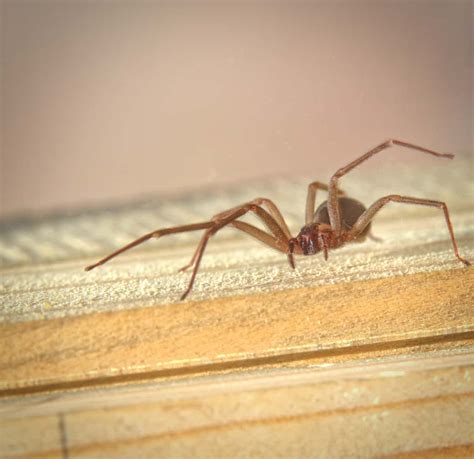 If this happens, you should stay calm and try not to. What Happens When Bitten By Brown Recluse In Tennessee | U ...